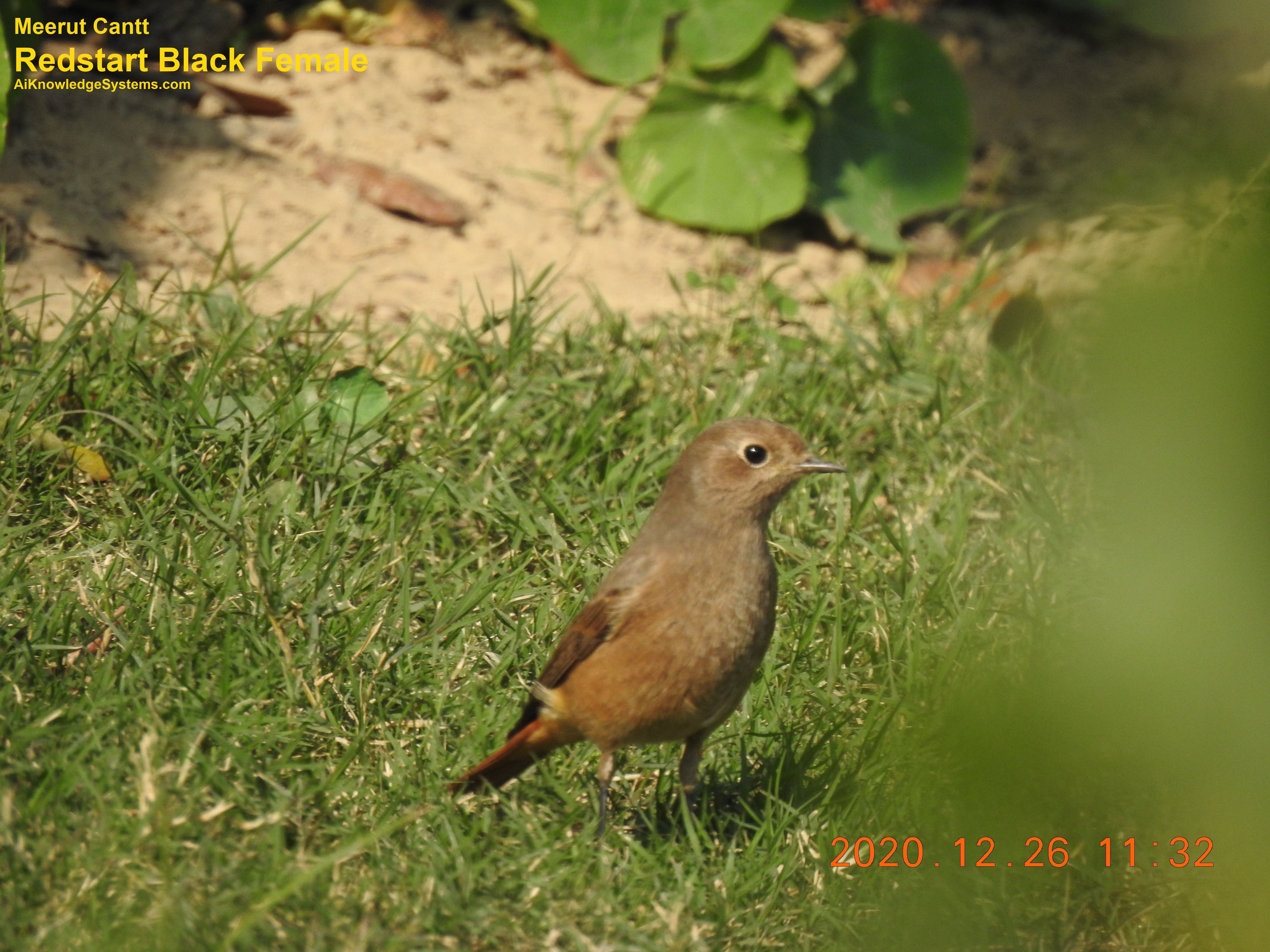 Redstart (20) Coming Soon